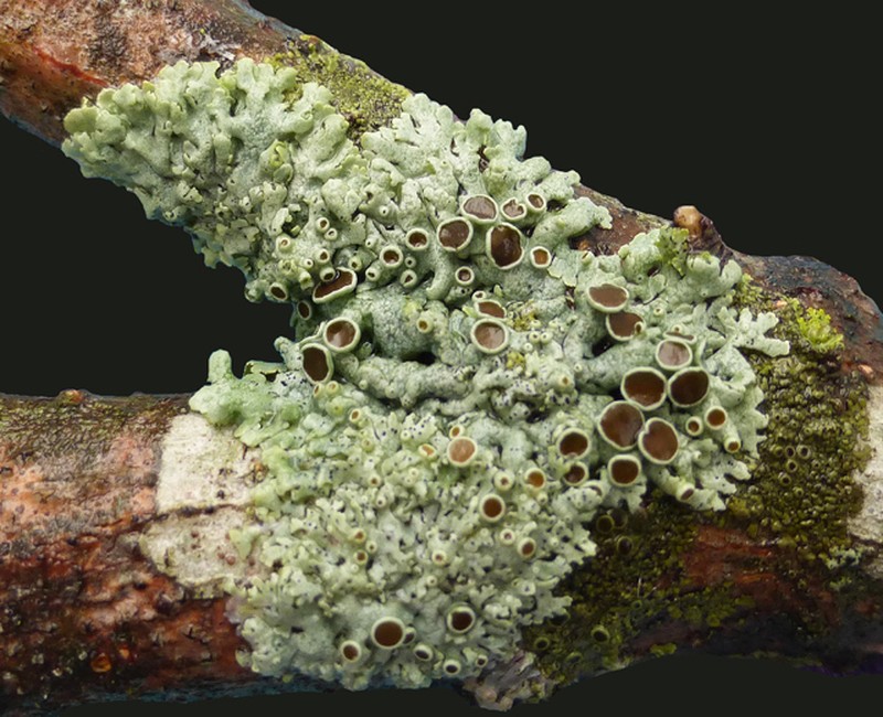 Starry Rosette Lichen photo 2