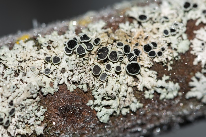 Starry Rosette Lichen photo 3