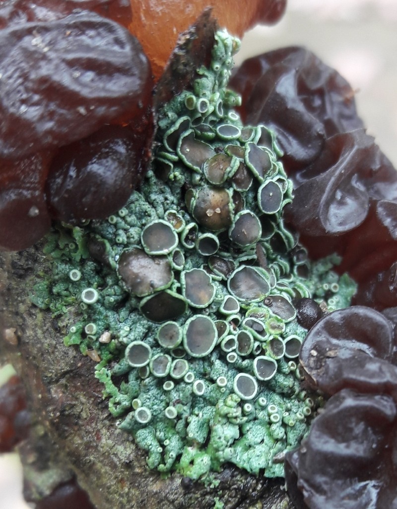 Starry Rosette Lichen photo 4