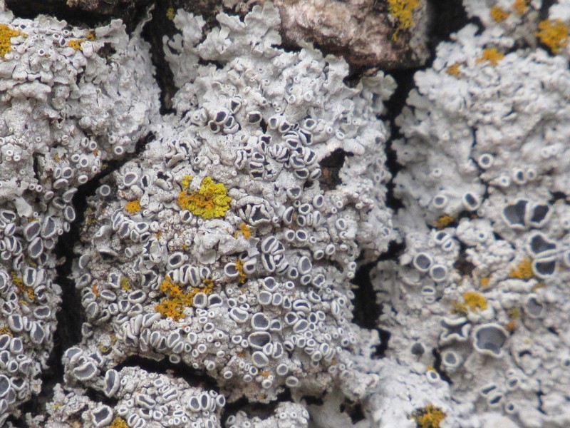 Starry Rosette Lichen photo 5