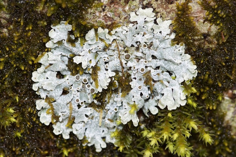 Starry Rosette Lichen photo 6