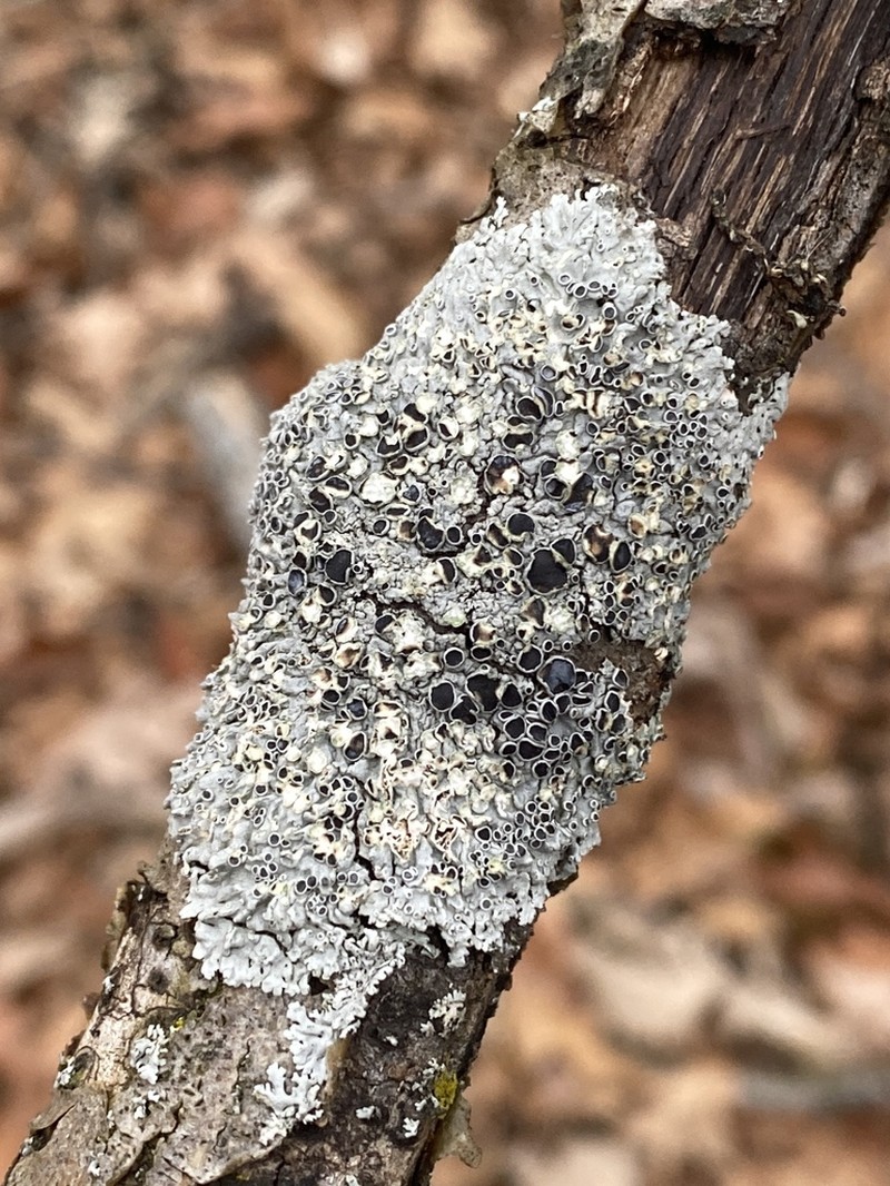 Starry Rosette Lichen photo 7