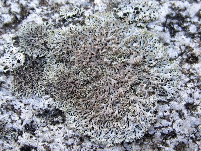 Rosette Lichen