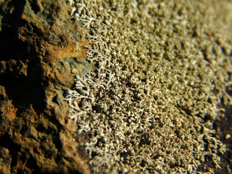 Rosette Lichen