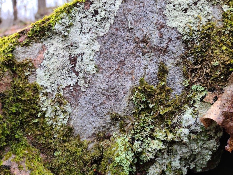 Rosette Lichen photo 2