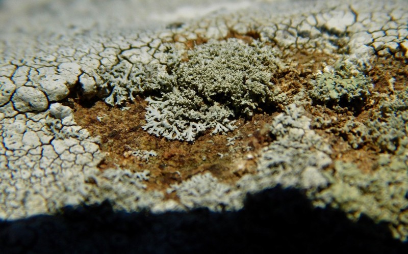 Rosette Lichen photo 3