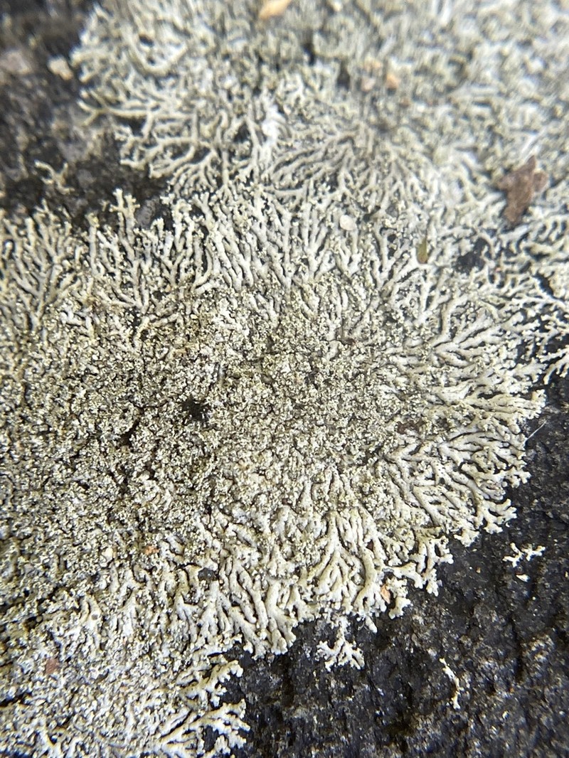 Rosette Lichen photo 4