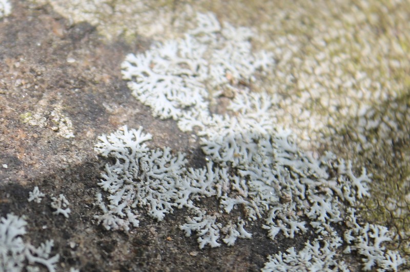 Rosette Lichen photo 5