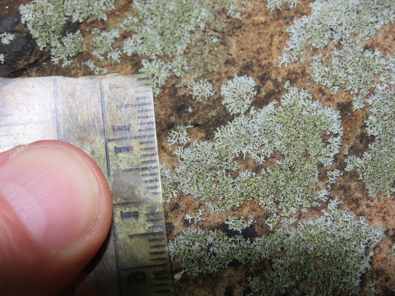 Rosette Lichen photo 6