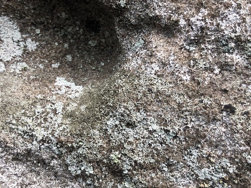 Rosette Lichen photo 7