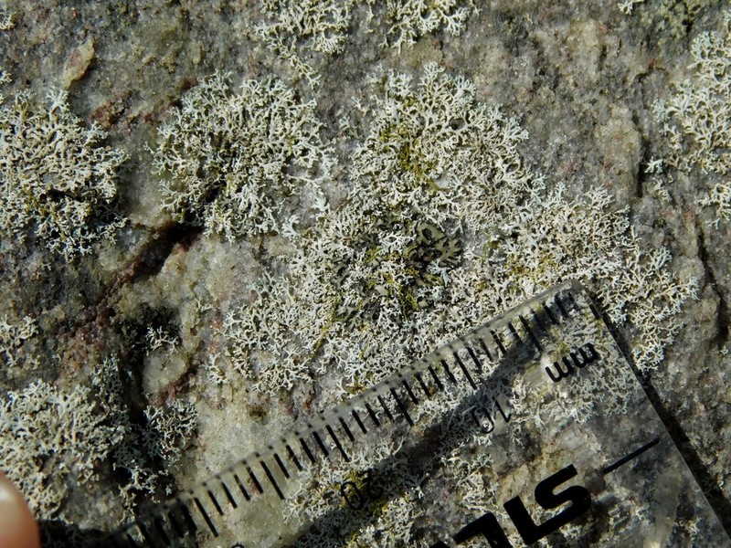 Rosette Lichen photo 8