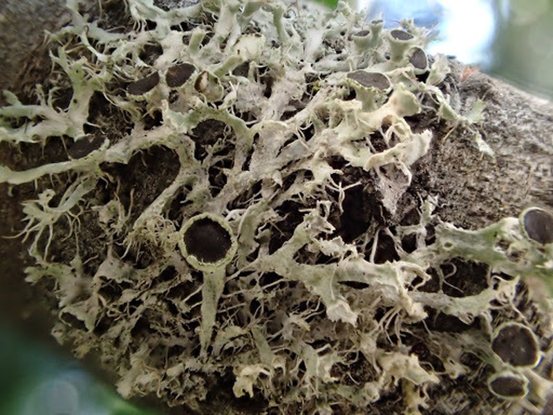 Rosette Lichen