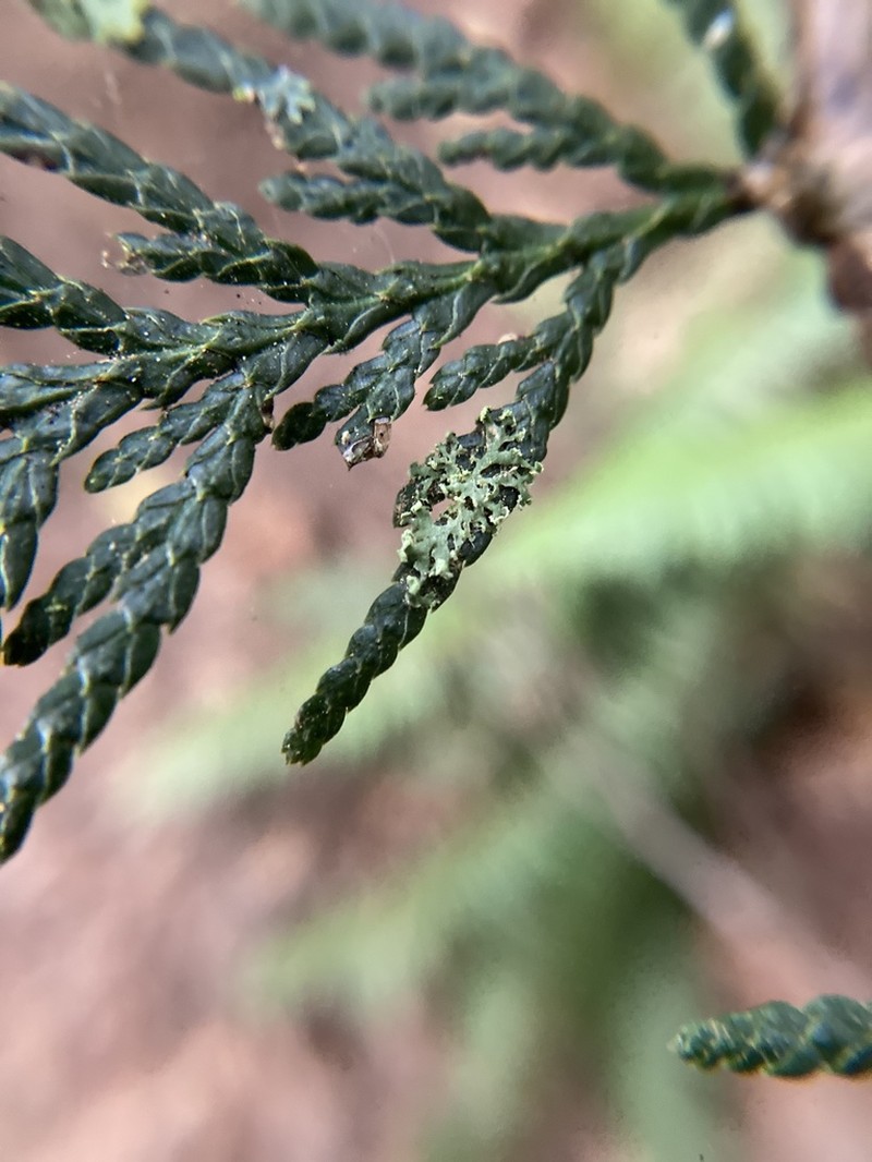 Rosette Lichen photo 2