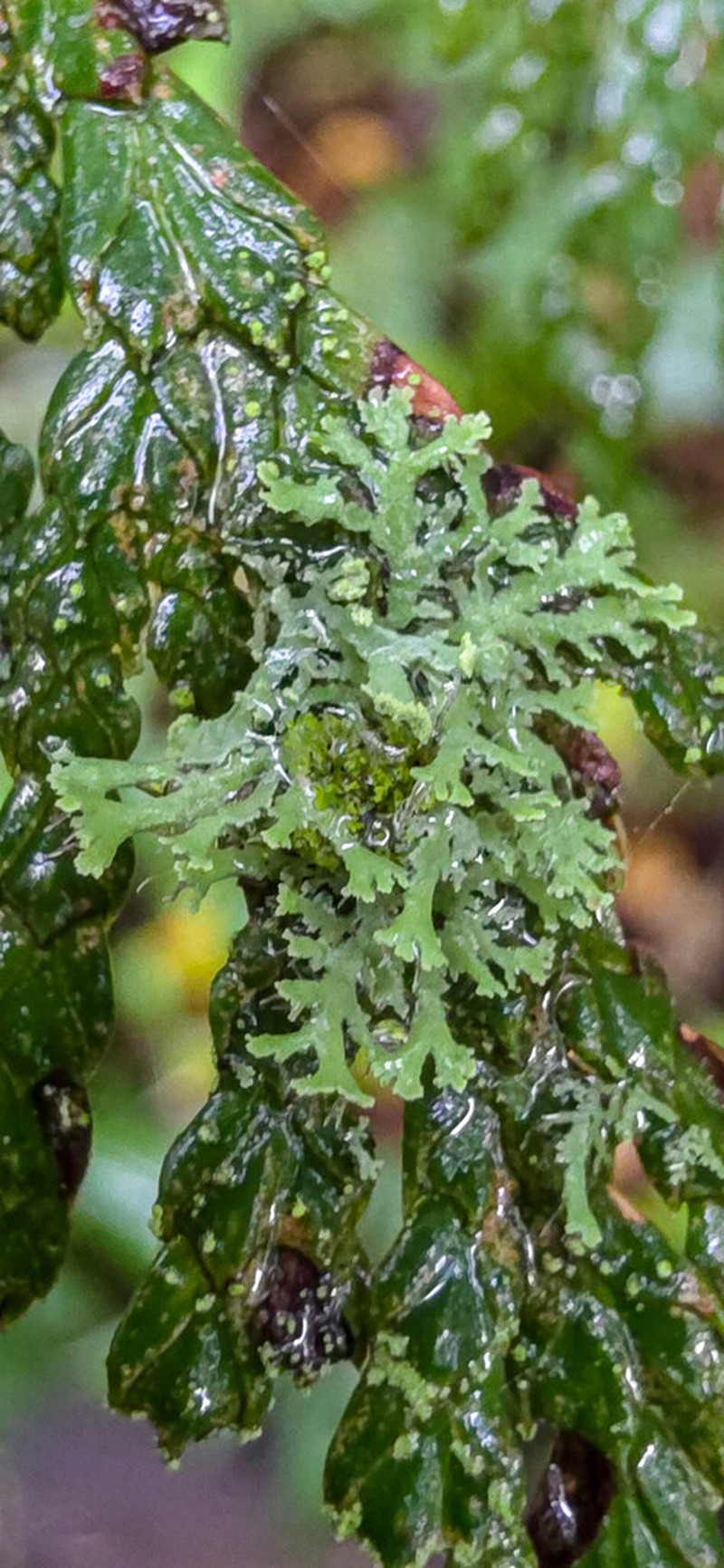 Rosette Lichen photo 3