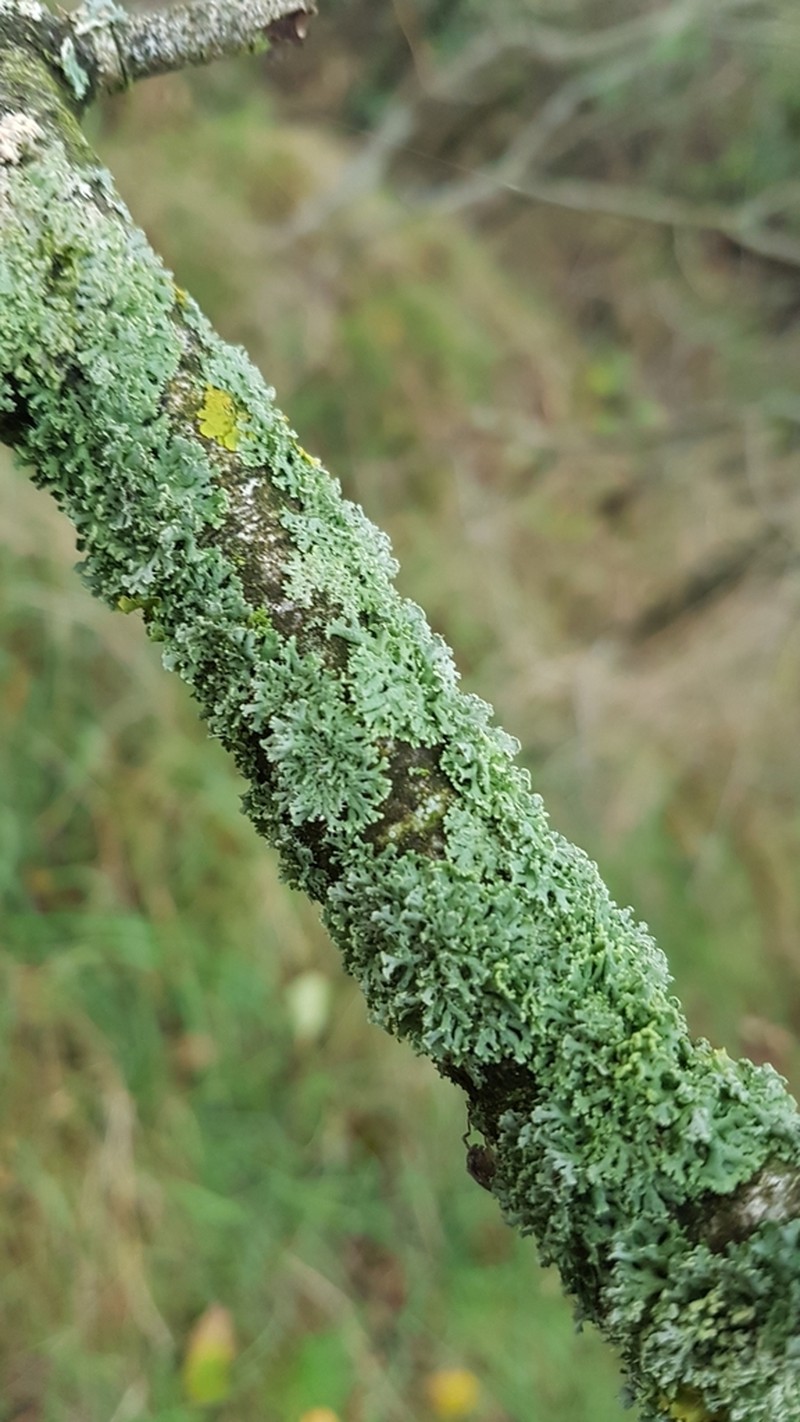 Rosette Lichen photo 4