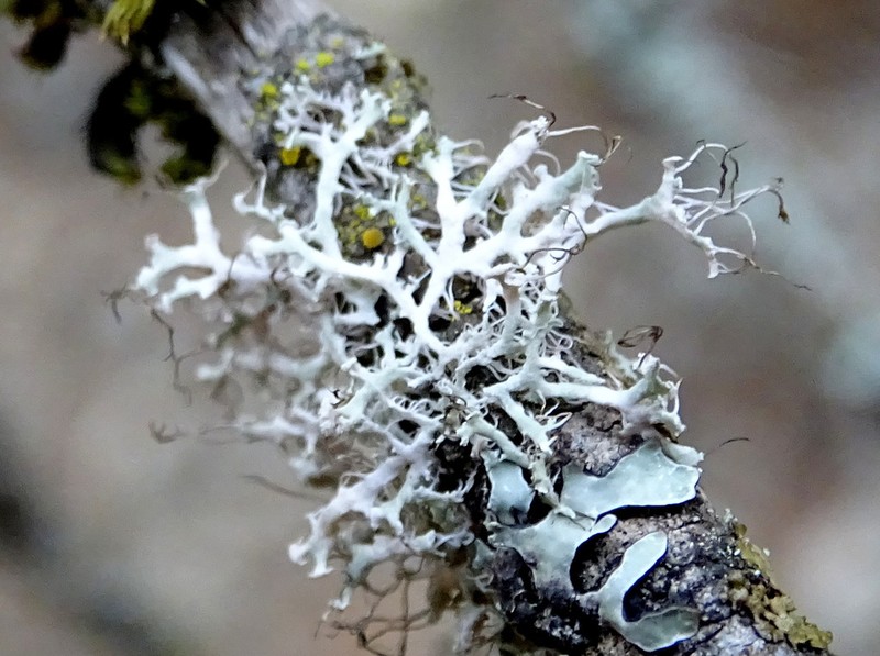 Rosette Lichen photo 5