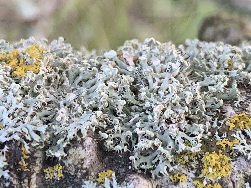 Rosette Lichen photo 6