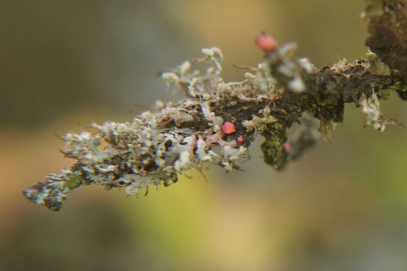 Rosette Lichen photo 7