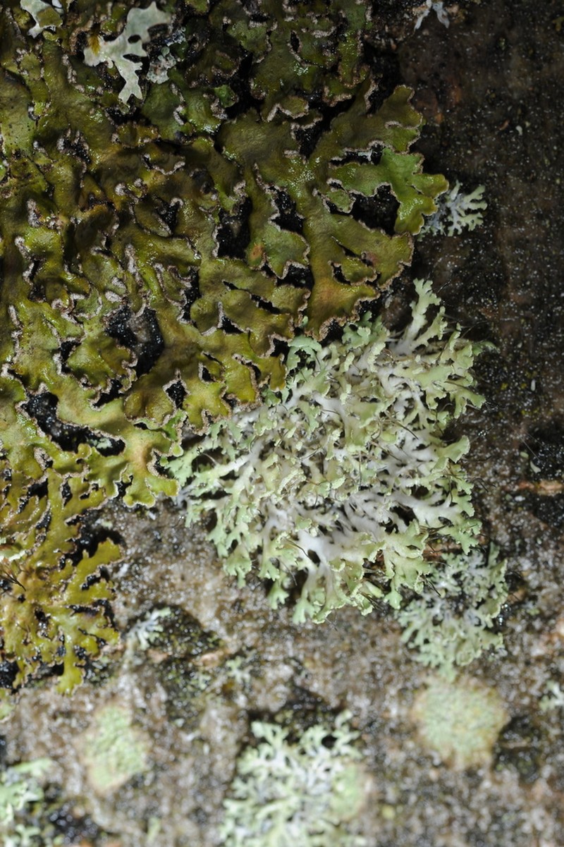 Rosette Lichen photo 8