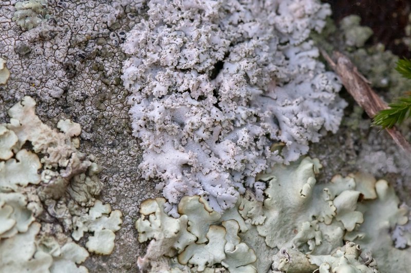 Rosette Lichen