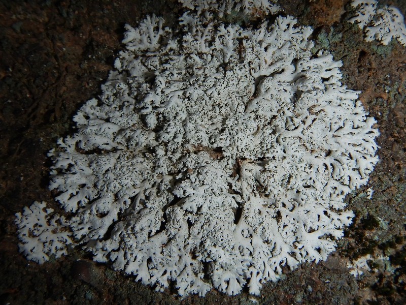 Rosette Lichen