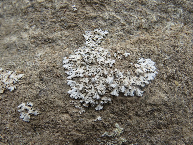 Rosette Lichen photo 2