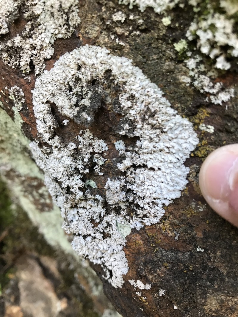 Rosette Lichen photo 3