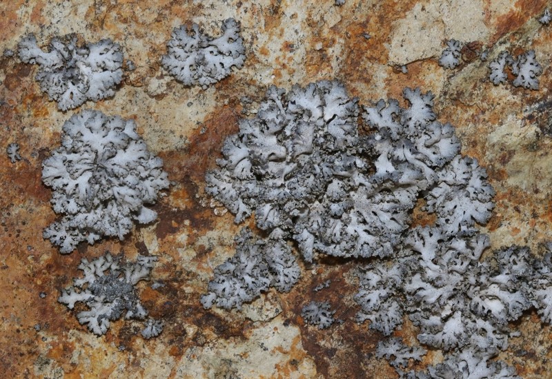 Rosette Lichen photo 4