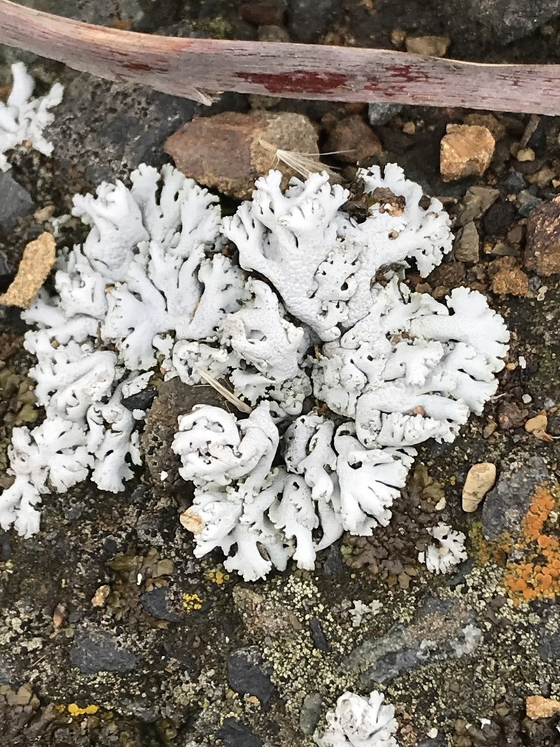 Rosette Lichen photo 5