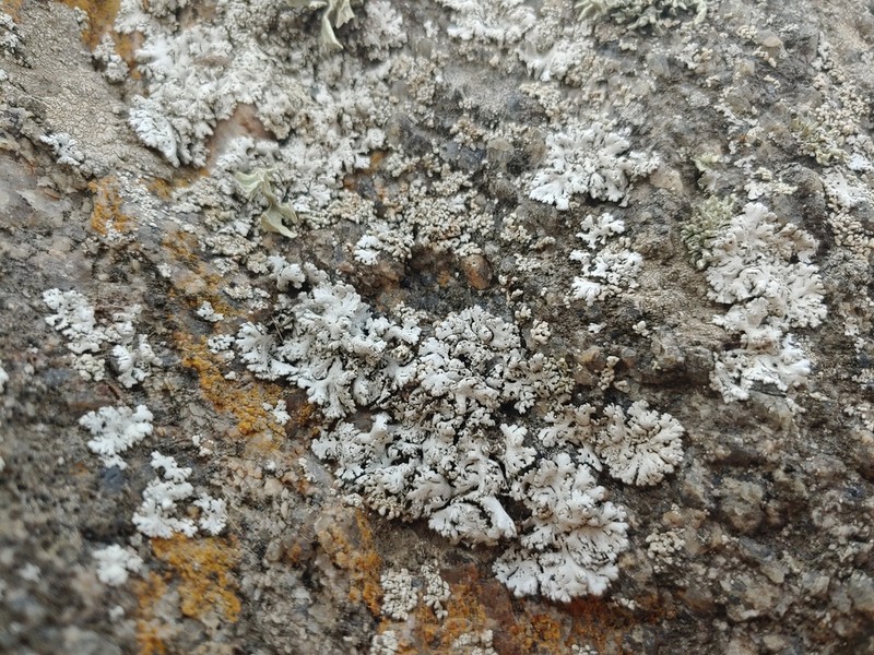 Rosette Lichen photo 6