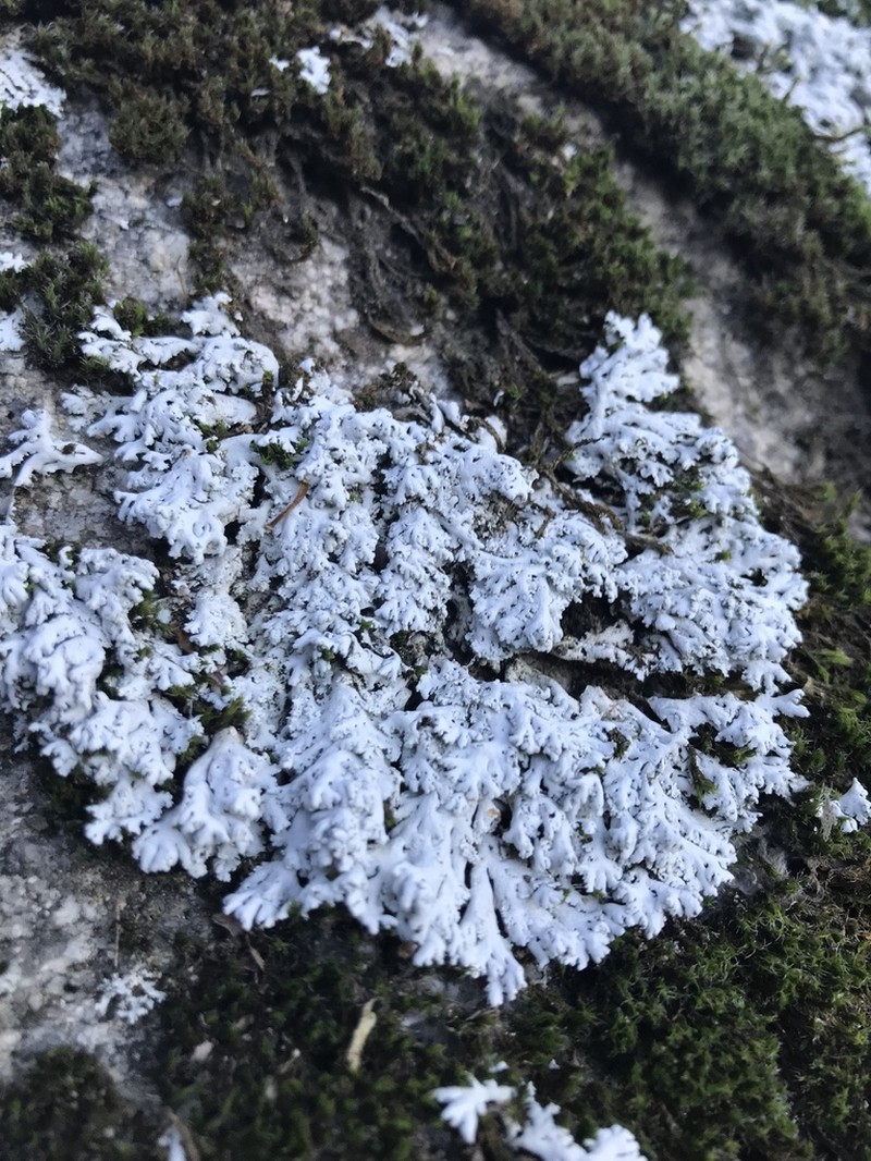 Rosette Lichen photo 7