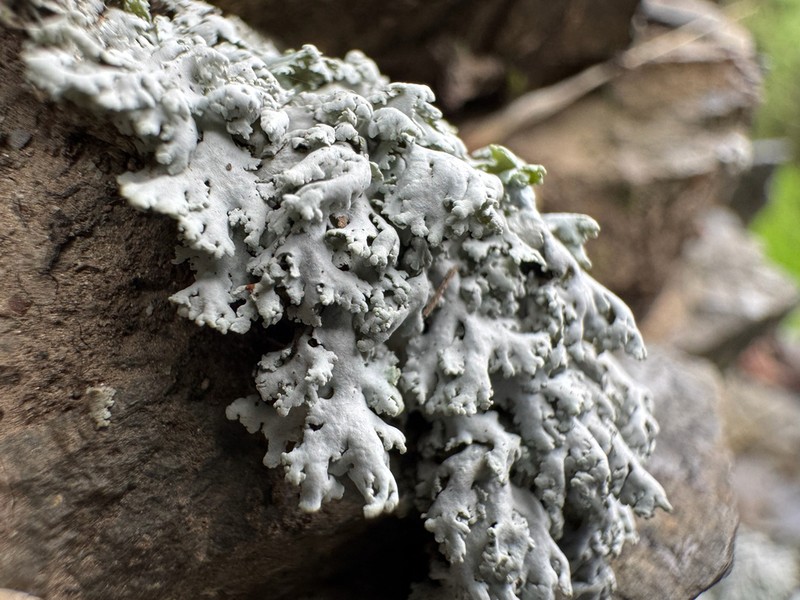Rosette Lichen photo 8