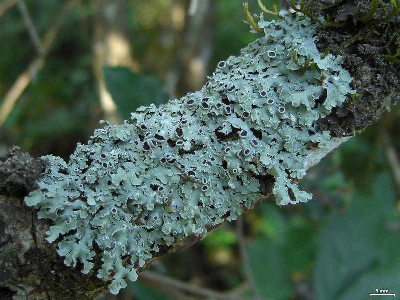 Physcia undulata