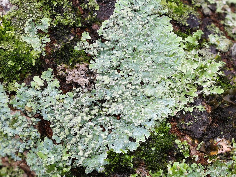 Physcia undulata
