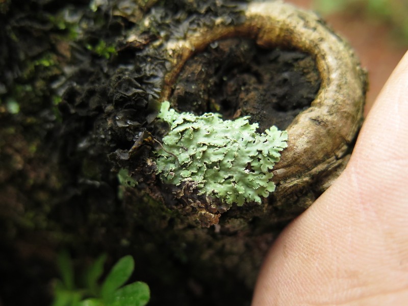 Physcia undulata photo 2