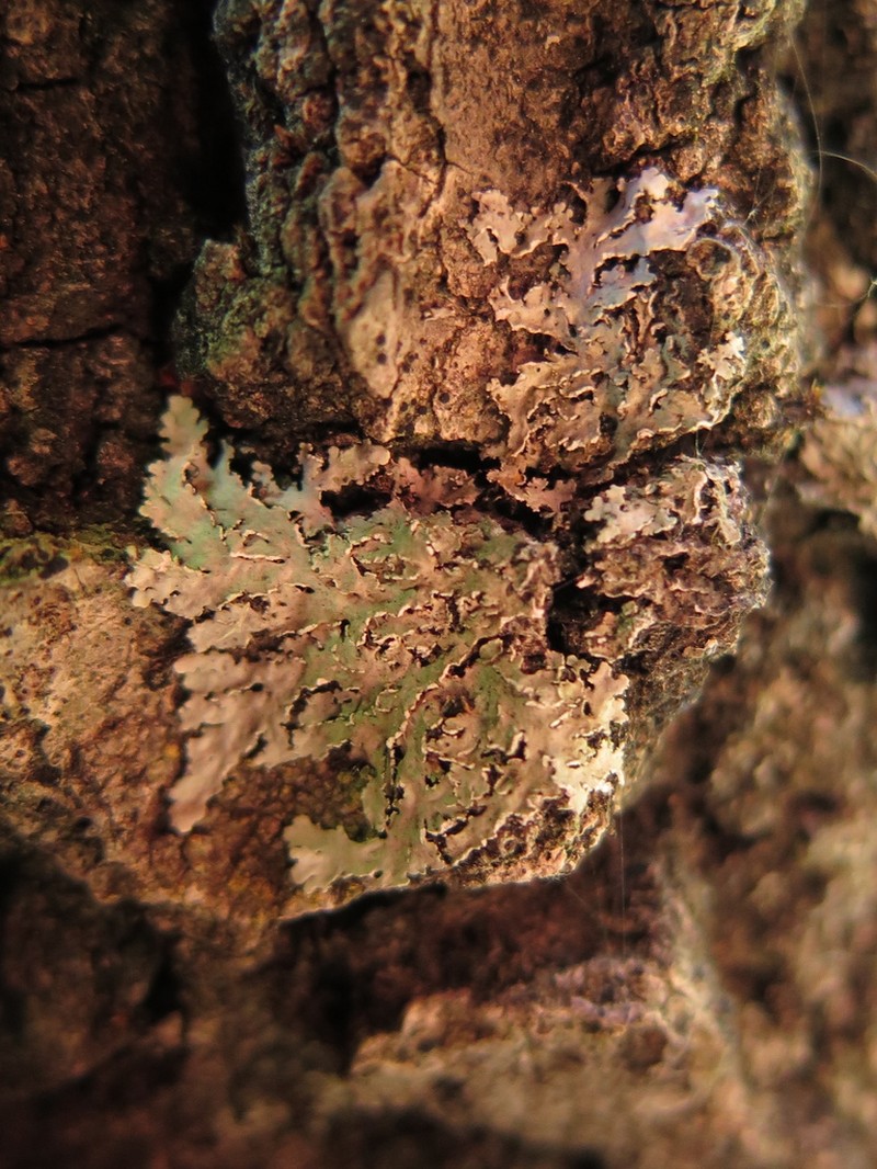 Physcia undulata photo 3