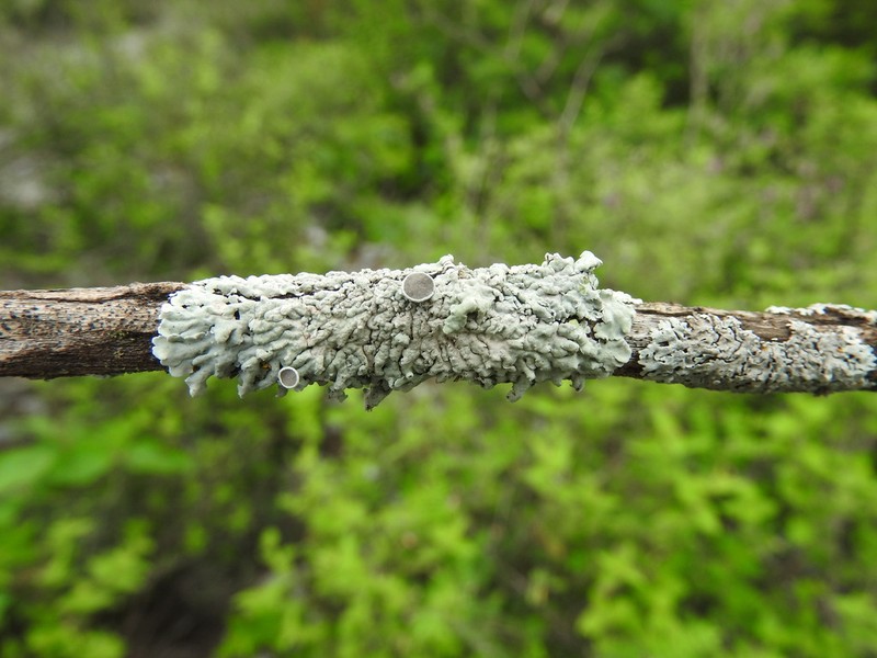Physcia undulata photo 4