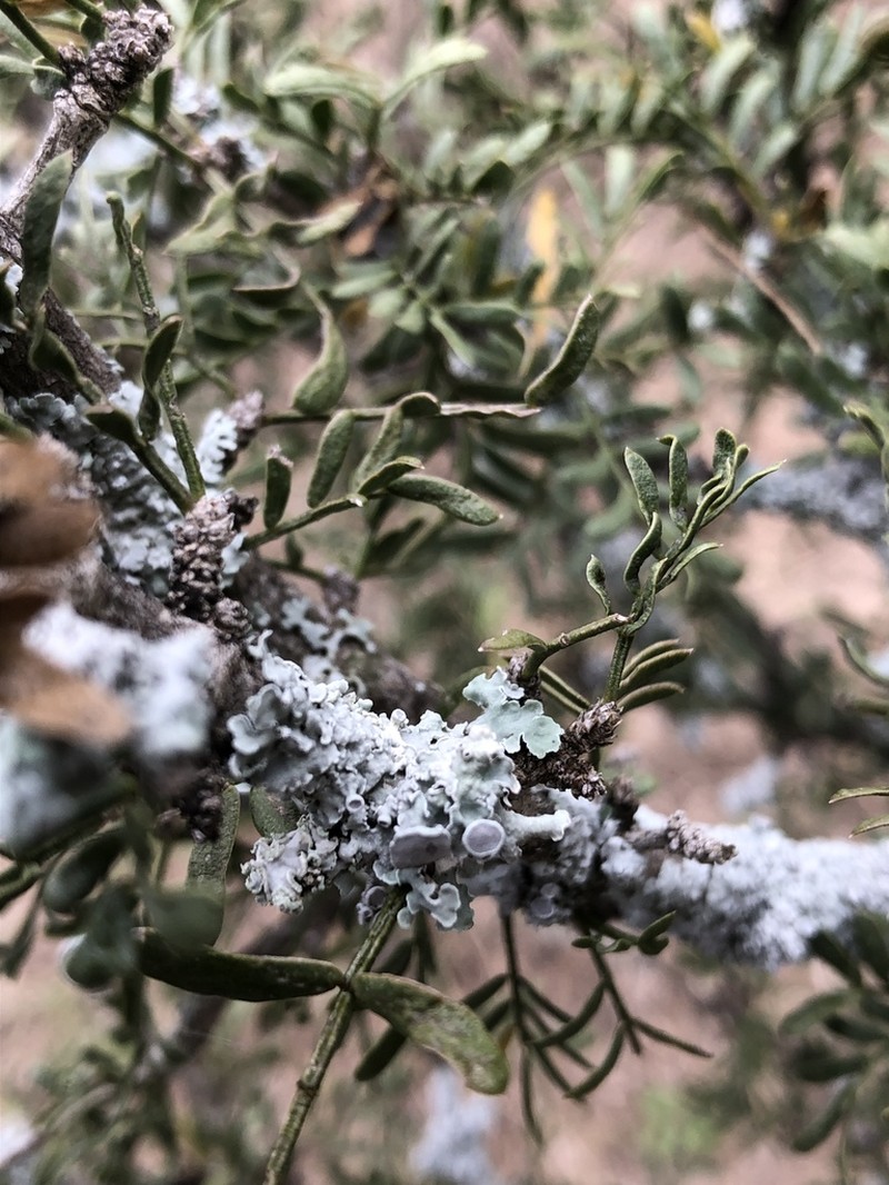 Physcia undulata photo 5