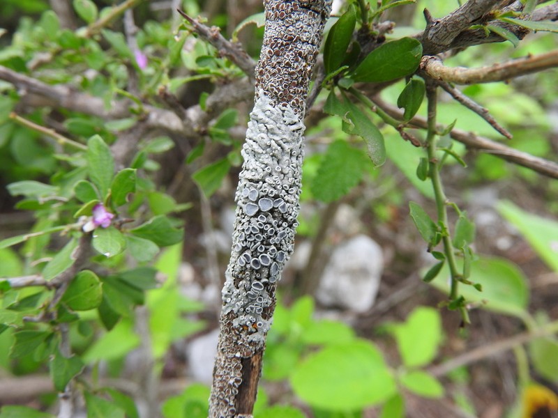 Physcia undulata photo 6