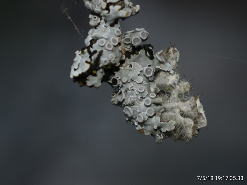 Physcia undulata photo 7
