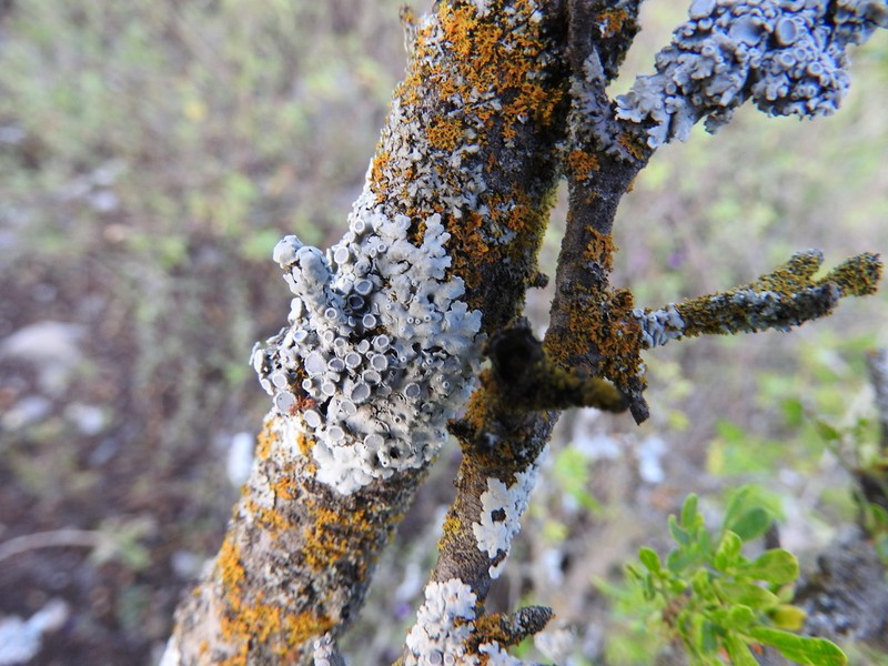 Physcia undulata photo 8
