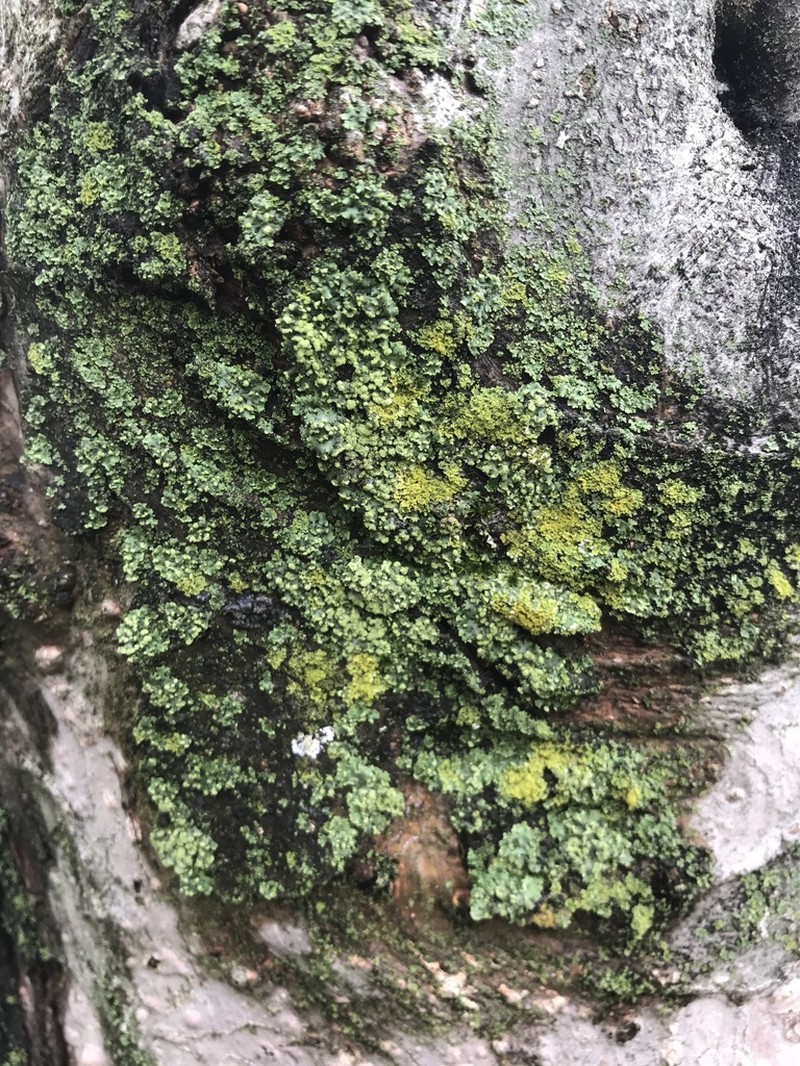 Physciella photo 2