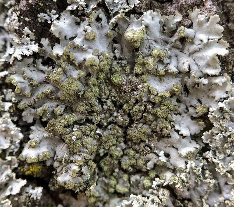 Physciella photo 3