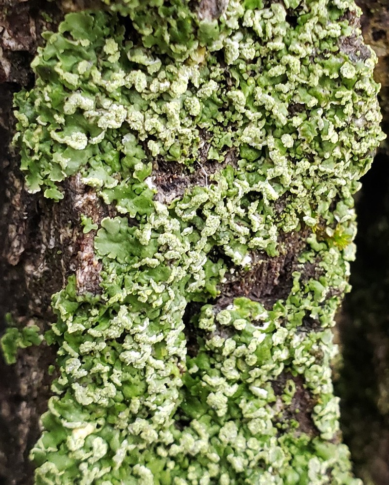 Physciella photo 4
