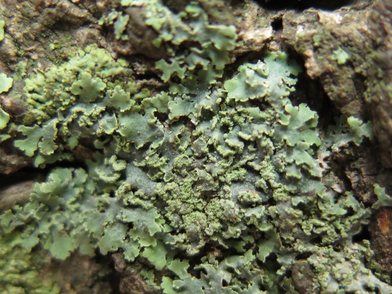 Physciella photo 5