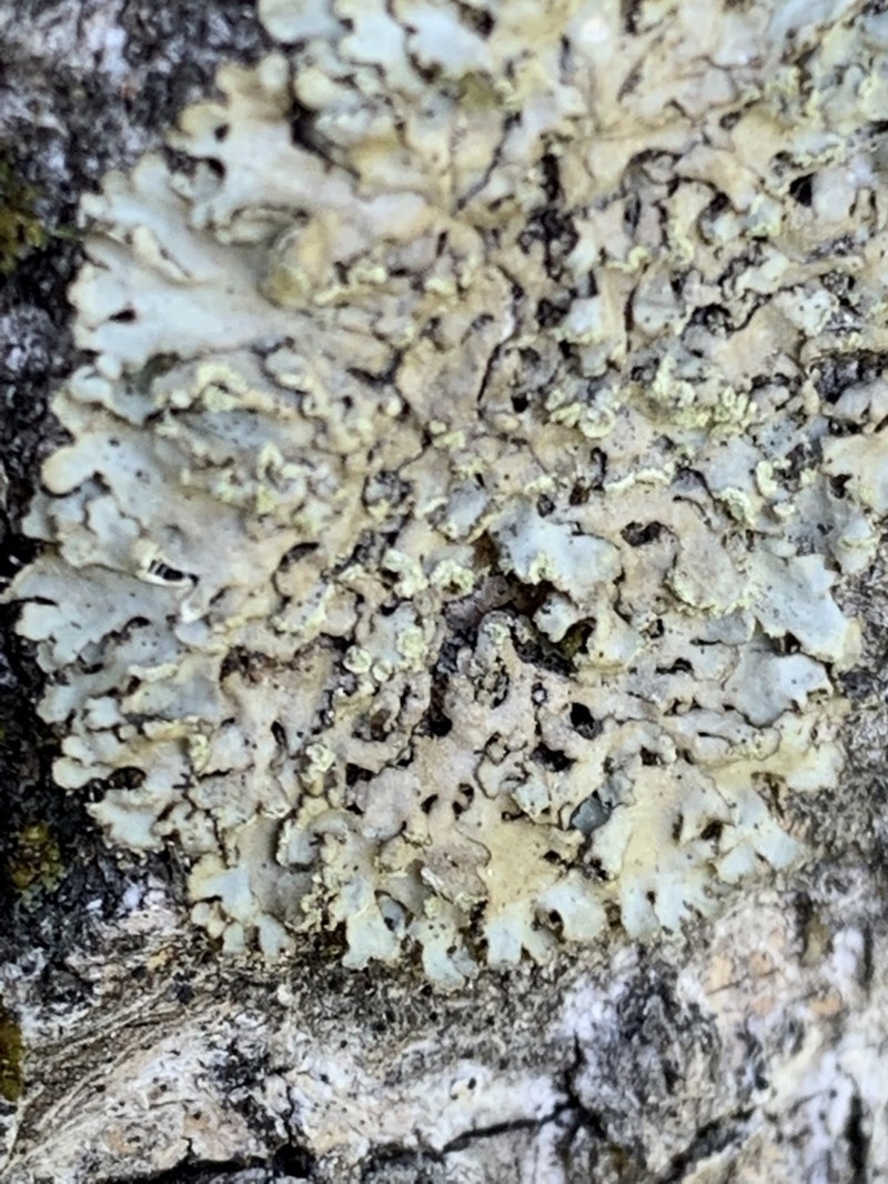 Physciella photo 6