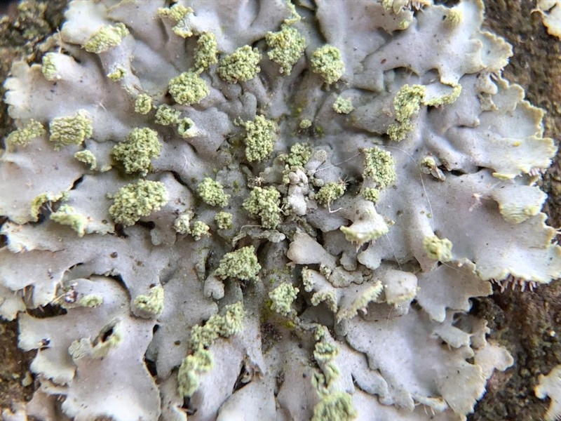 Physciella photo 7