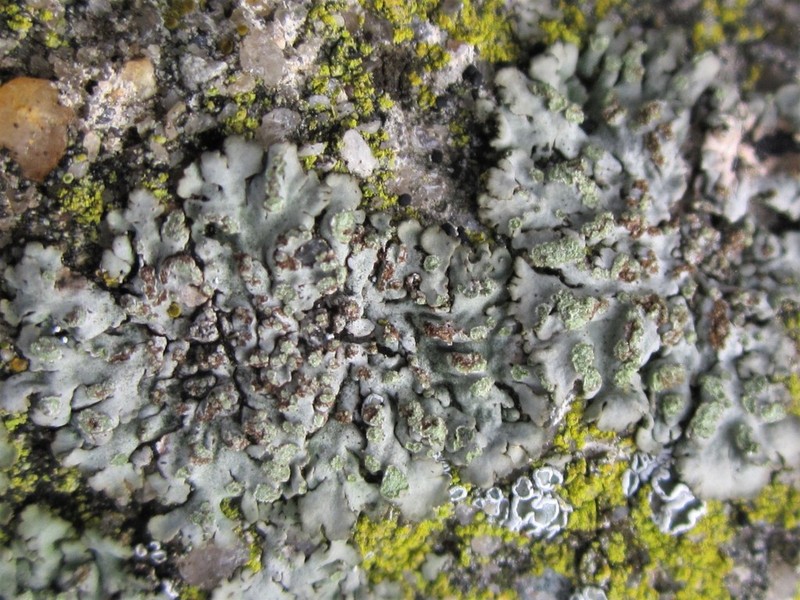 Physciella