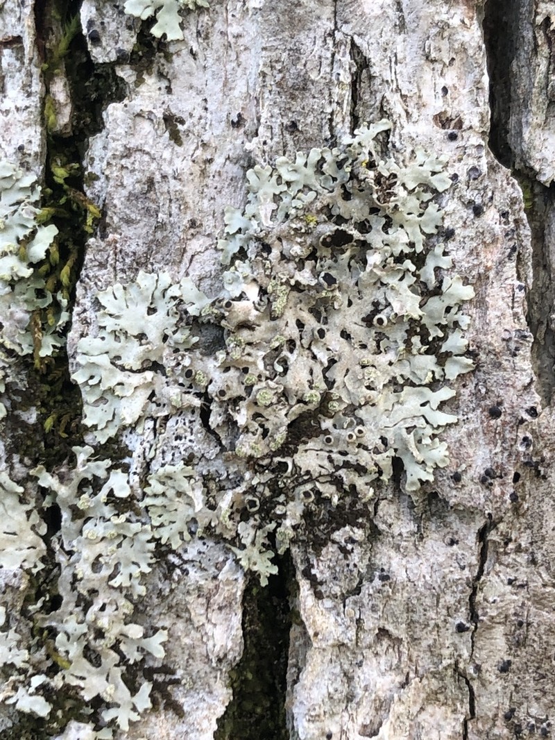 Physciella photo 2