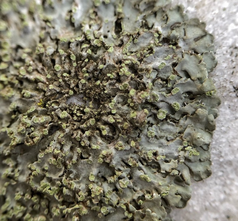 Physciella photo 3